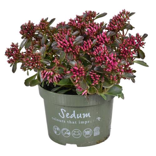 Sedum lila Spot On T13 H025