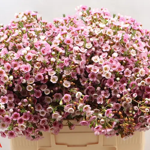 Wachsflower rosa Choir Girl 70 Gramm 55cm
