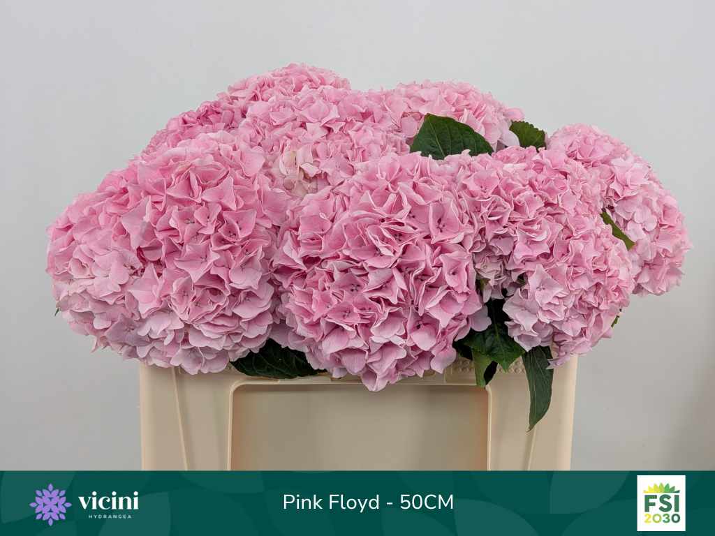 Hortensie rosa Pink Floyd Bol 16cm 50cm