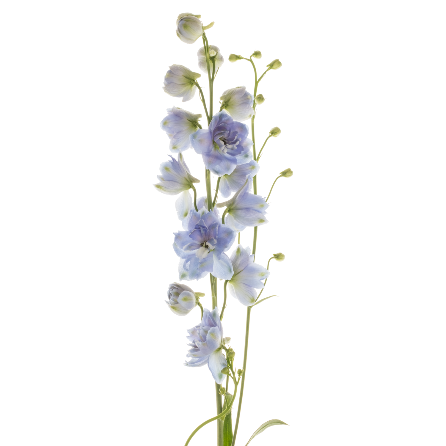 Delphinium hell blau 60cm