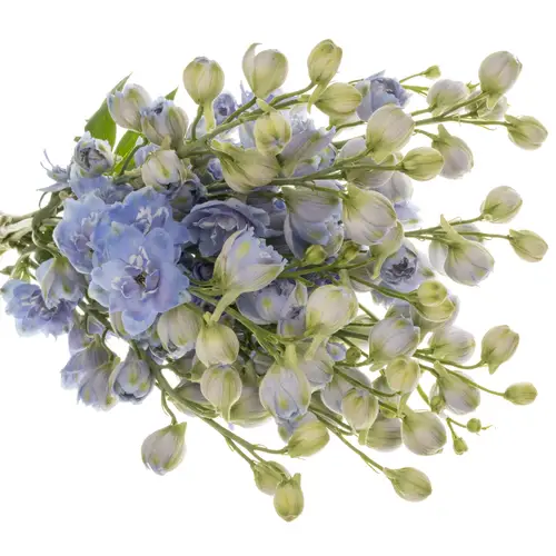 Delphinium hell blau 60cm