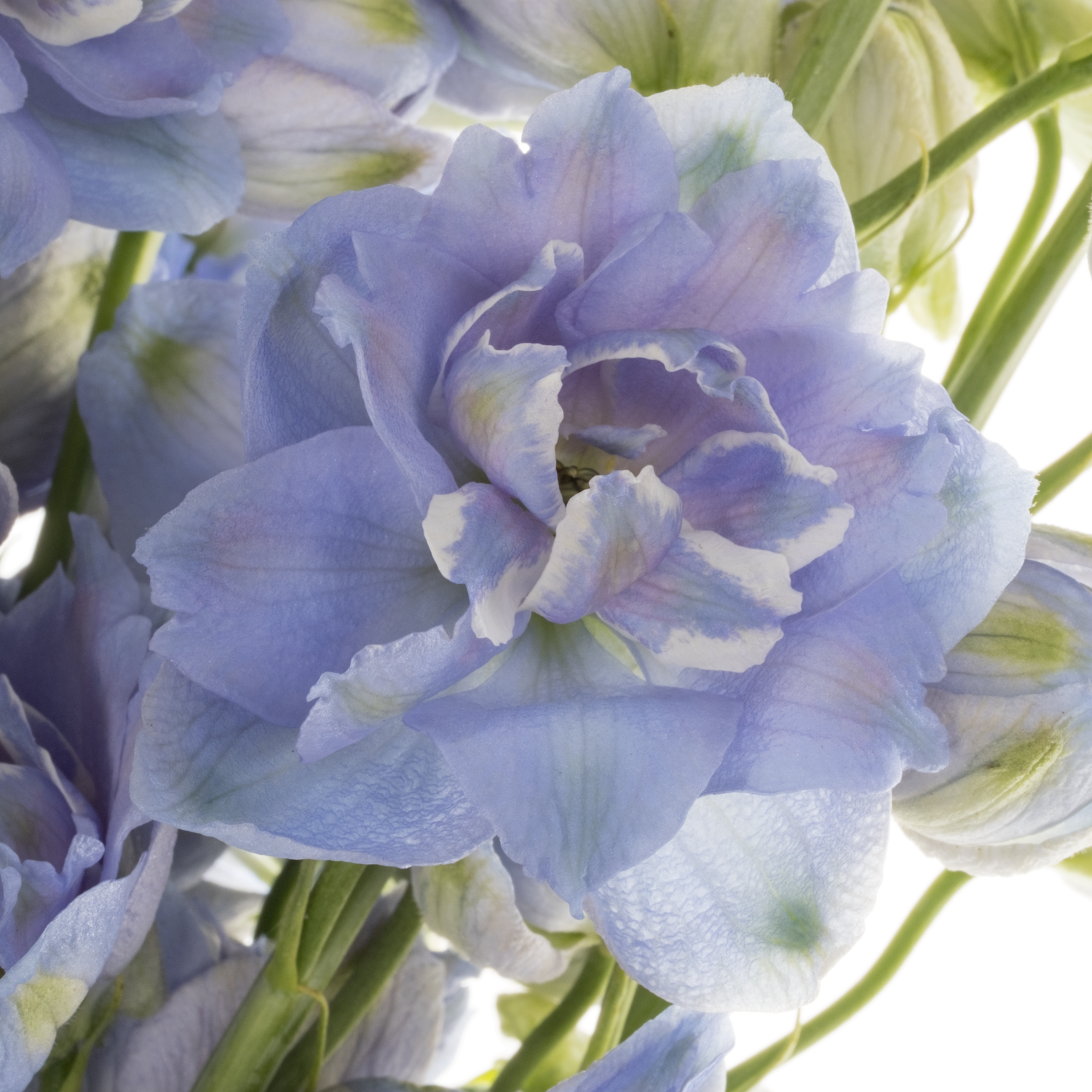 Delphinium hell blau 60cm