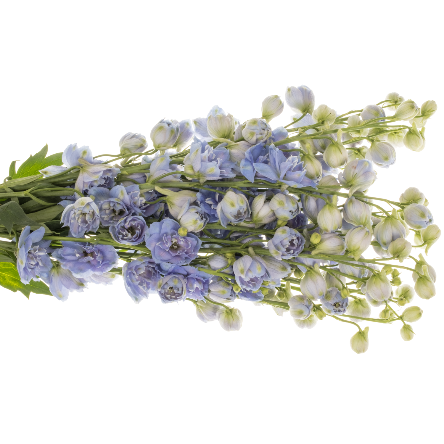 Delphinium hell blau 60cm