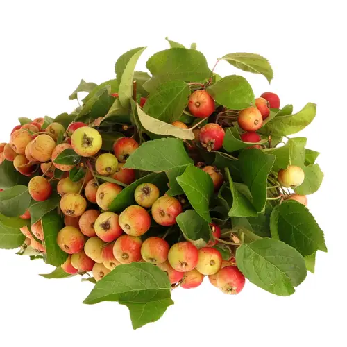 Aepfel Malus Am Stiel 40cm Extra