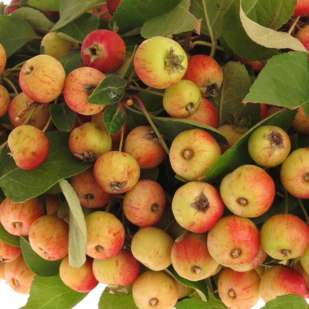 Aepfel Malus Am Stiel 40cm Extra