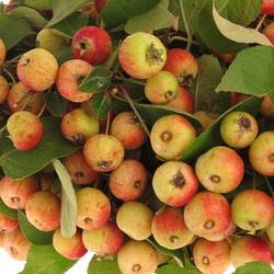 Aepfel Malus Am Stiel 40cm Extra