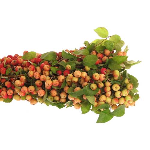 Aepfel Malus Am Stiel 40cm Extra