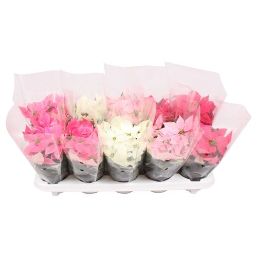 Princettia mix T10,5 H25