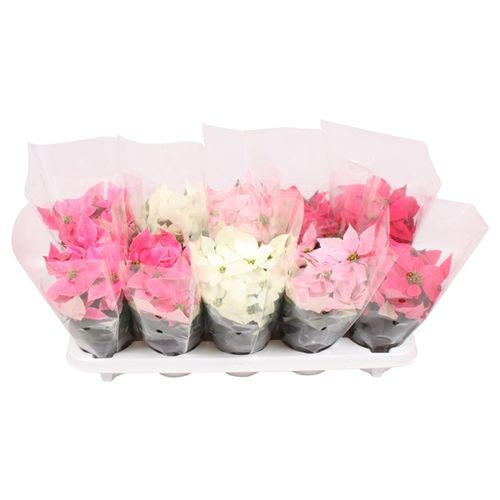Princettia mix T10,5 H25