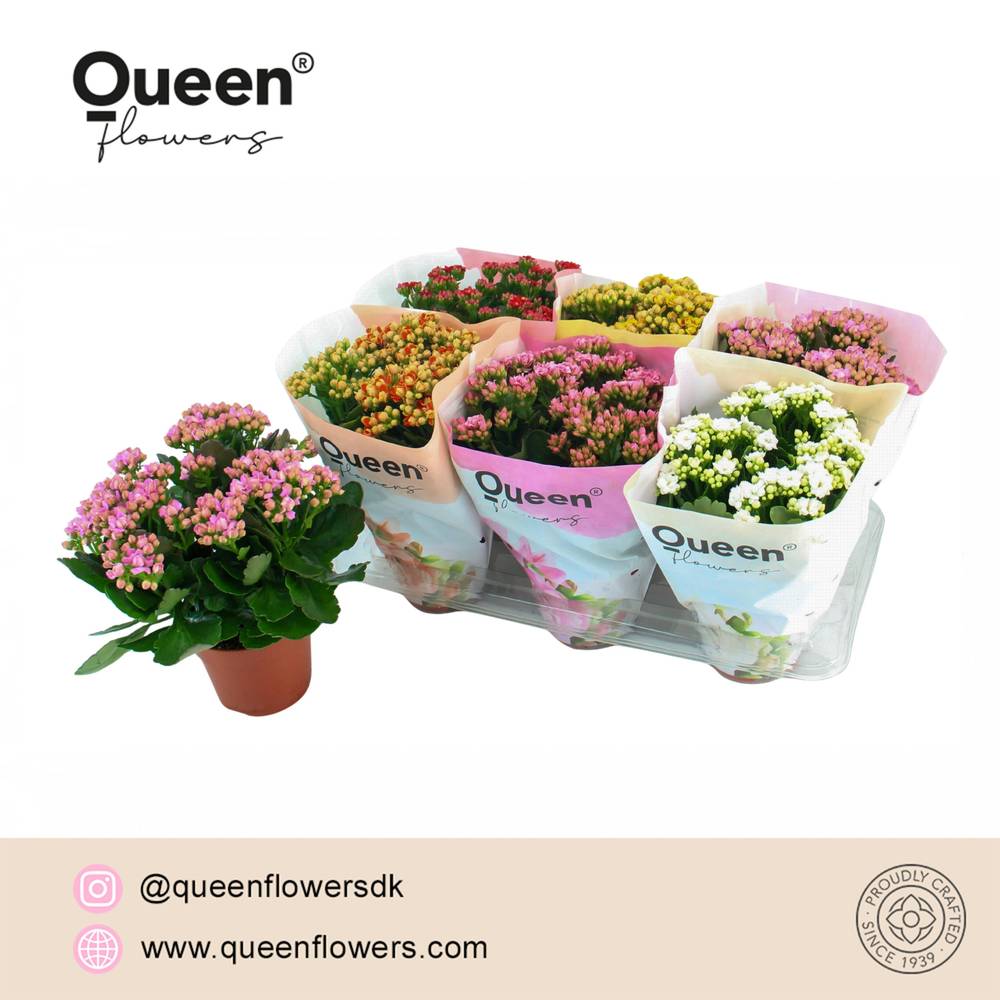 Kalanchoe Gef. mix Queen T14 H026