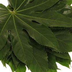 Aralia grün Buendel 40cm Grüner Freitag
