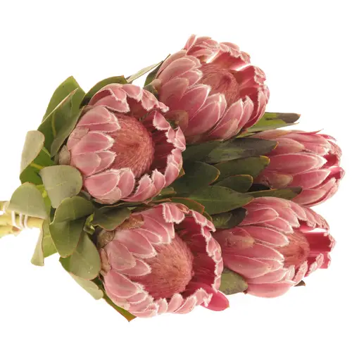 Protea rosa Carnival 35cm