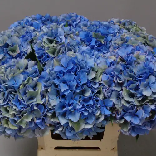 Hortensie blau/grün Parade Classic Bol 17cm 60cm