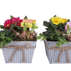 Garten.Arr mix ES619T4024 T19 H020