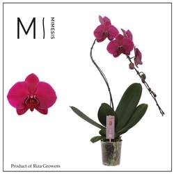 Phal.1-R fuchsia Mimesis Swan T12 H070
