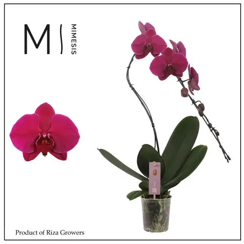 Phal.1-R fuchsia Mimesis Swan T12 H070