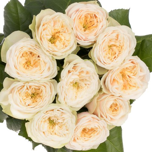 Rose creme Darlington gefüllt 60cm 