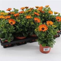 Osteospermum orange Magic T10,5 H020