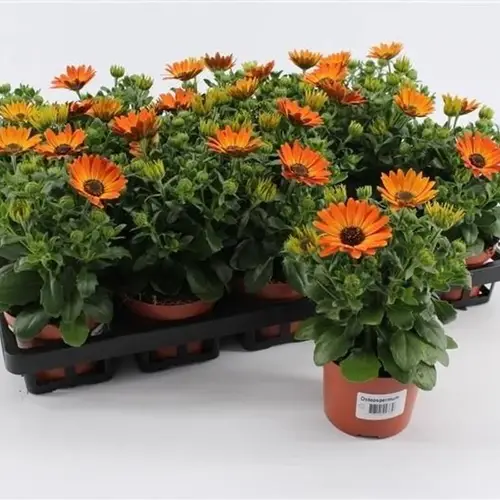 Osteospermum orange Magic T10,5 H020