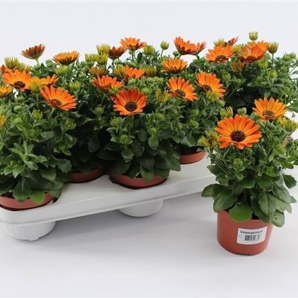 Osteospermum orange Magic T10,5 H020