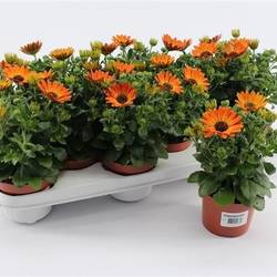 Osteospermum orange Magic T10,5 H020
