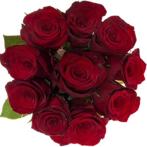 Rose dunkel rot Monte Carlo 40cm