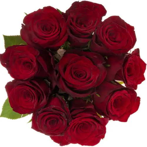 Rose dunkel rot Monte Carlo 40cm