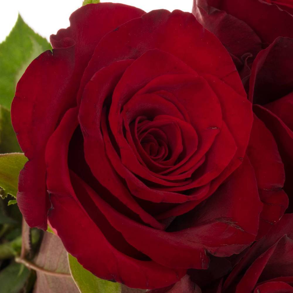Rose dunkel rot Monte Carlo 40cm