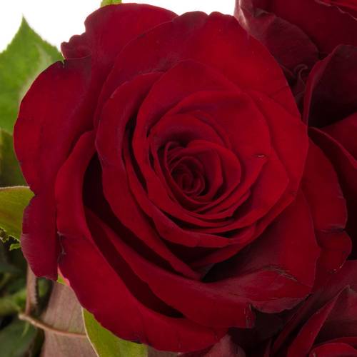Rose dunkel rot Monte Carlo 40cm