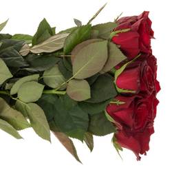 Rose dunkel rot Monte Carlo 40cm