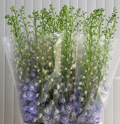 Delphinium blau aurora 120cm