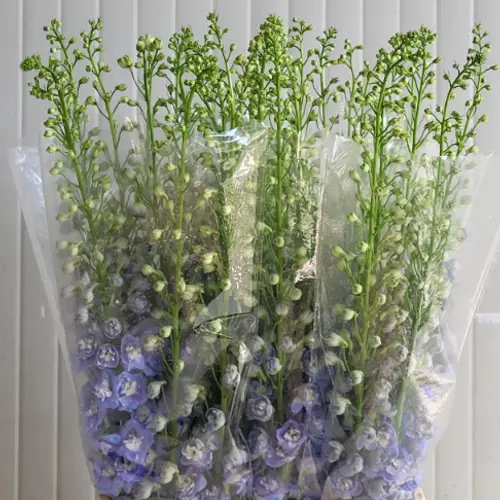 Delphinium blau aurora 120cm