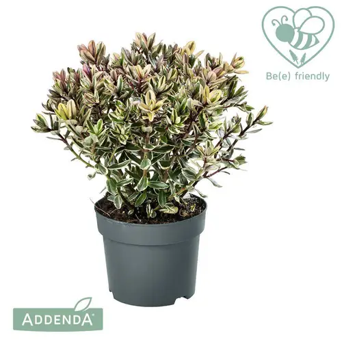 Hebe Addenda Classica Tricolor T17 H035