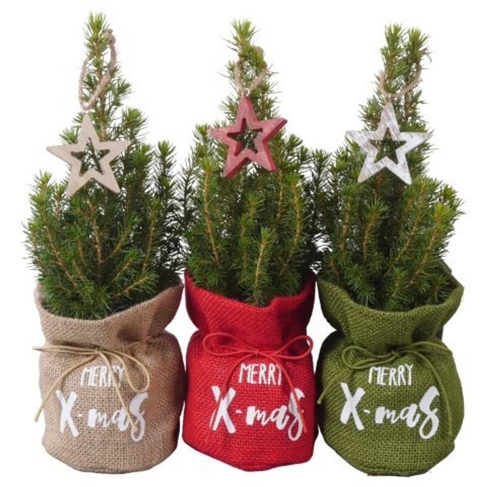 Picea Glauca Conica mix Jute PTK25338 T09 H030