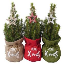 Picea Glauca Conica mix Jute PTK25338 T09 H030