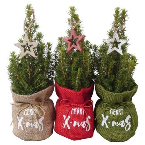 Picea Glauca Conica mix Jute PTK25338 T09 H030