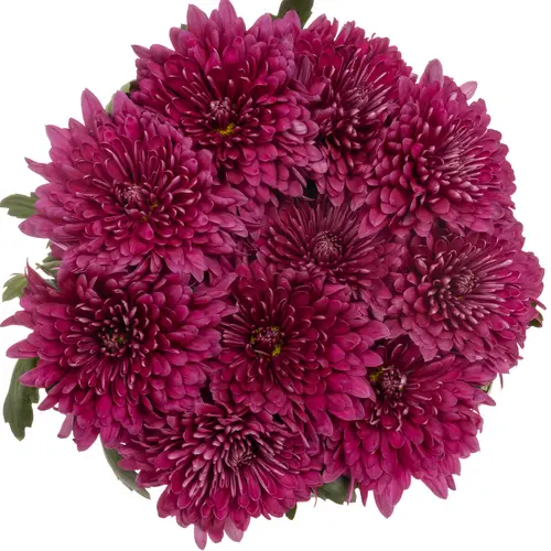 Chrys.Deko lila Lotso 100 Gramm 75cm