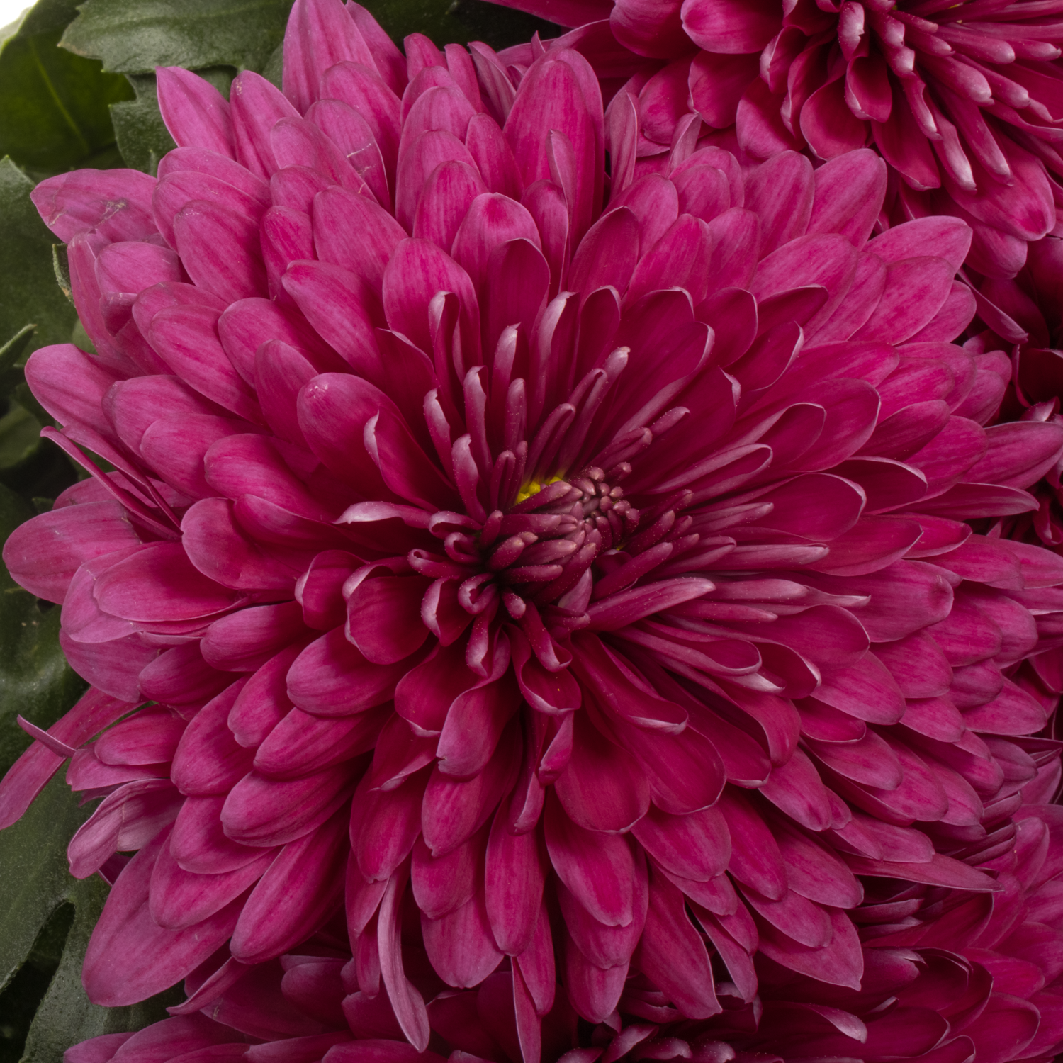 Chrys.Deko lila Lotso 100 Gramm 75cm