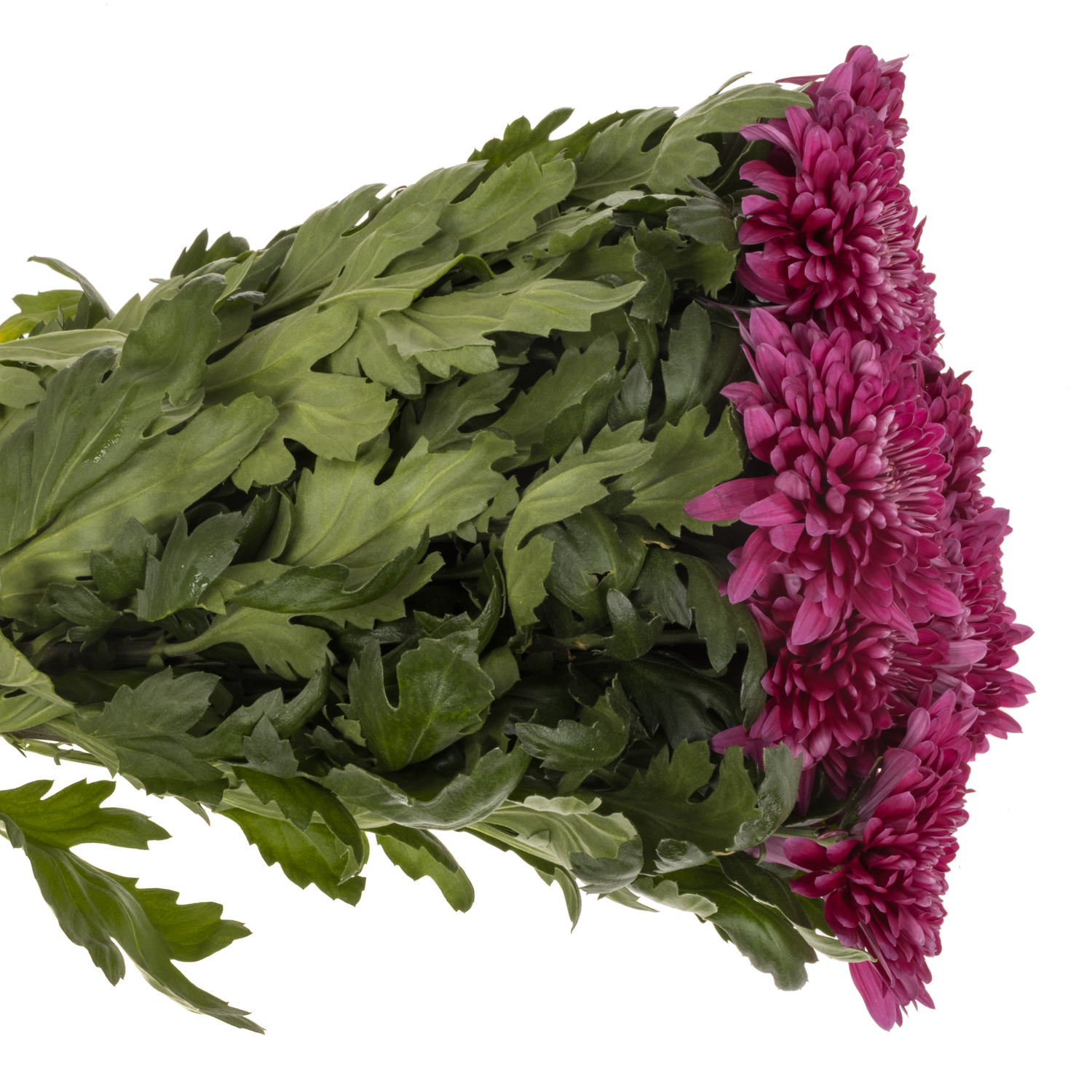 Chrys.Deko lila Lotso 100 Gramm 75cm