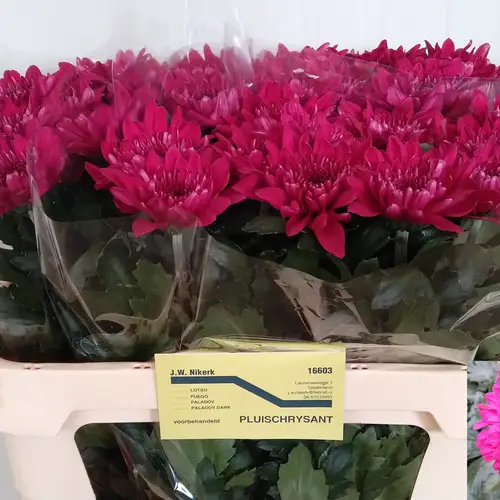 Chrys.Deko lila Lotso 100 Gramm 75cm