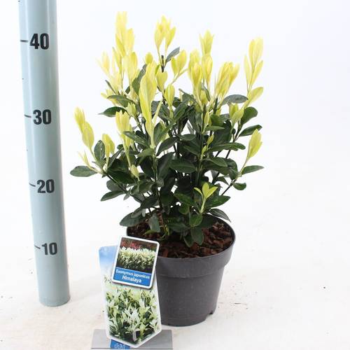 Euonymus Jap. Himalaya T17 H025