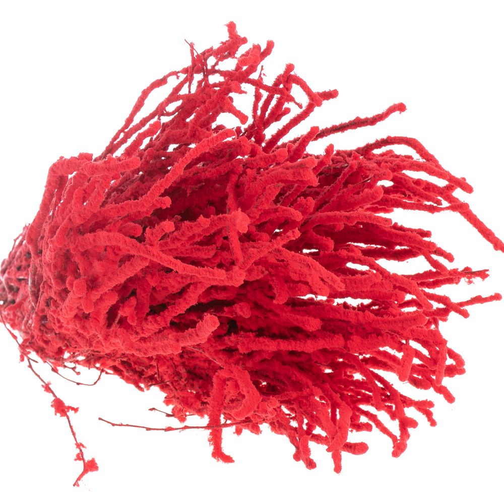 Birke rot Schnee 70cm