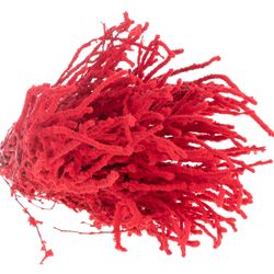 Birke rot Schnee 70cm