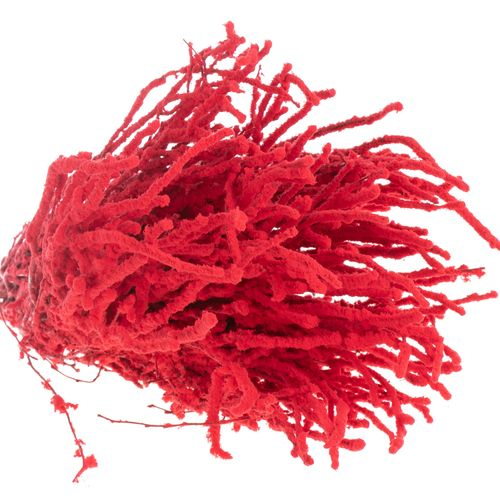 Birke rot Schnee 70cm