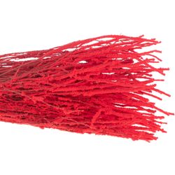 Birke rot Schnee 70cm