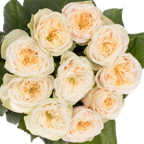 Rose creme Darlington gefüllt 70cm