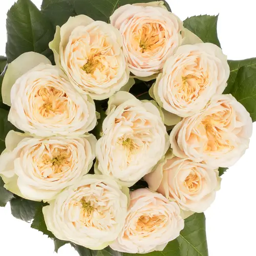 Rose creme Darlington gefüllt 70cm