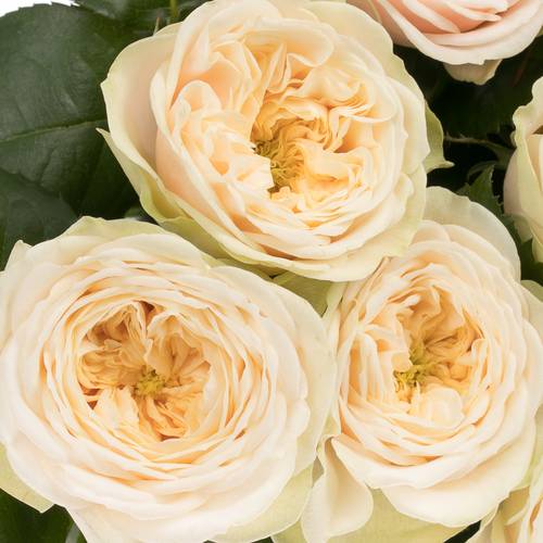 Rose creme Darlington gefüllt 70cm
