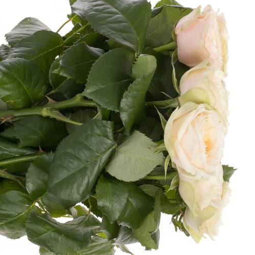 Rose creme Darlington gefüllt 70cm