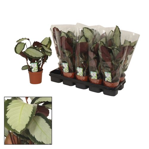 Calathea Picturata T12 H40